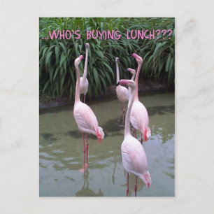 Wie koopt lunch? briefkaart