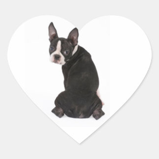 Wie me Boston Terrier Dog Sticker
