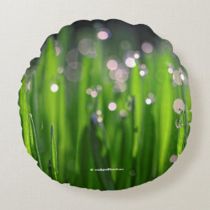 Wielbaars in het morinielicht rond kussen