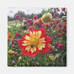Wielen Dahlia Magneet