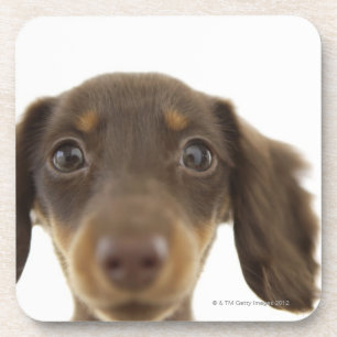 Wiener Dog (bruin) 2 Drankjes Onderzetter