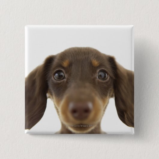 Wiener Dog (bruin) Vierkante Button 5,1 Cm (Voorkant)