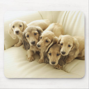 Wiener-puppies Muismat