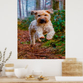 Wiet Terrier Dog. Poster (Keuken)
