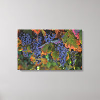 Wijn Land Kunst Canvas Wijngaard