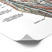 Wijnbeentjes Poster (Hoek)