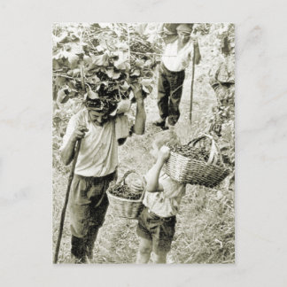 Wijnbereiding Wijnoogst Briefkaart