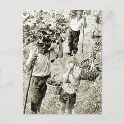 Wijnbereiding Wijnoogst Briefkaart (Voorkant)