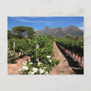 Wijnbergen uitzicht. Stellenbosch Briefkaart