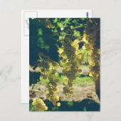  wijndruiven briefkaart (Voorkant / Achterkant)