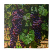 Wijndruiven van wijngaarden met wijnstok, zonnig tegeltje (Voorkant)