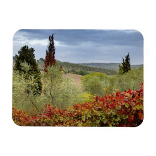 Wijngaard bij Montalcino, Toscane, Italië Magneet