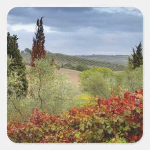 Wijngaard bij Montalcino, Toscane, Italië Vierkante Sticker