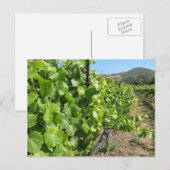 Wijngaard in het Briefkaart van Buellton (Voorkant / Achterkant)