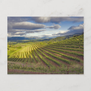Wijngaard. Napa Valley. Napa. Napa County, Briefkaart