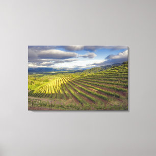Wijngaard. Napa Valley. Napa. Napa County, Canvas Afdruk