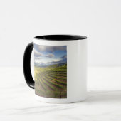 Wijngaard. Napa Valley. Napa. Napa County, Mok (Voorkant links)