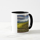 Wijngaard. Napa Valley. Napa. Napa County, Mok (Voorkant rechts)