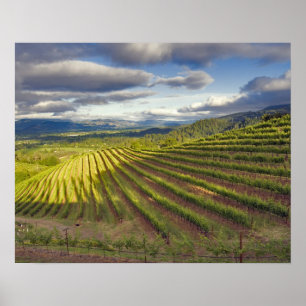 Wijngaard. Napa Valley. Napa. Napa County, Poster
