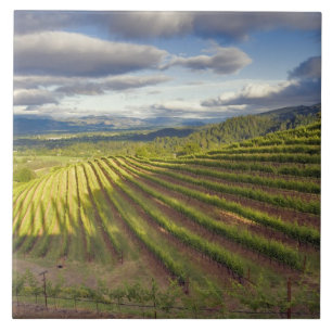 Wijngaard. Napa Valley. Napa. Napa County, Tegeltje