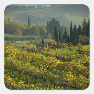 Wijngaard, Toscane, Italië Vierkante Sticker