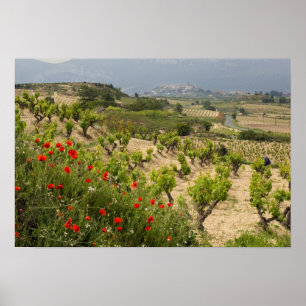 Wijngaarden bij Laguardia, hoofdstad van La Rioja Poster