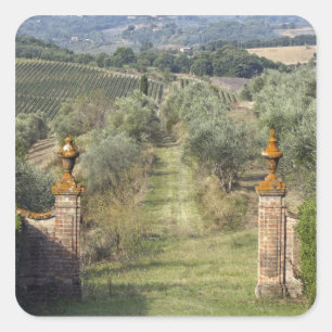 Wijngaarden, Toscane, Italië Vierkante Sticker