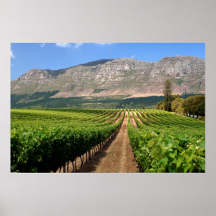 Wijngaarden van Groot Constantia-wineboerderij Poster
