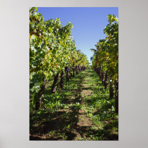 Wijngaardrijen bij Mondavi - Napa Valley Poster