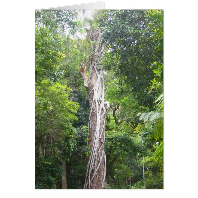 wijnstokken (Voorkant)