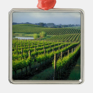 Wijnstokken in nette rijen in Californië's Napa Metalen Ornament