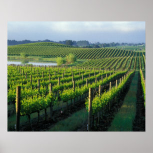 Wijnstokken in nette rijen in Californië's Napa Poster
