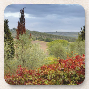 Wijntuin bij Montalcino, Toscane, Italië Drankjes Onderzetter