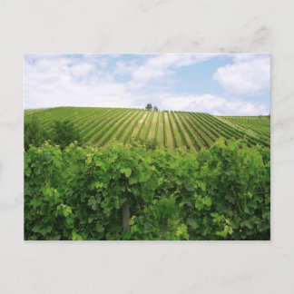 Wijntuin - Vignoble Briefkaart
