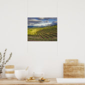 Wijnwerf. Napa Valley. Napa Napa County Poster (Keuken)