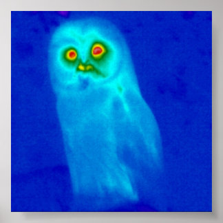 wijze uil poster