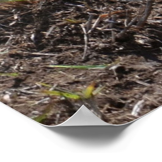 Wild African Lion Cubs Poster (Hoek)