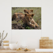 Wild African Lion Cubs Poster (Keuken)