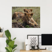 Wild African Lion Cubs Poster (Thuiskantoor)