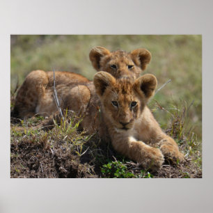 Wild African Lion Cubs Poster