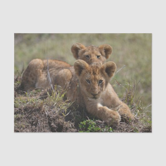 Wild African Lion Cubs Tissuepapier (Voorkant)