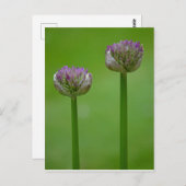 Wild Allium Flowers Briefkaart (Voorkant / Achterkant)