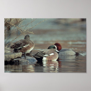 wild american wigeon duck poster