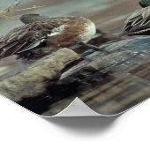 wild - amerikaans poster voor duiveneenden (Hoek)