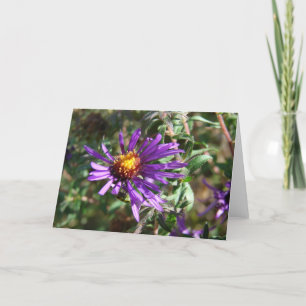 Wild Aster Kaart