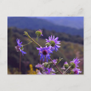 Wild Asters Briefkaart