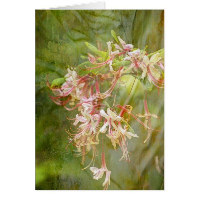 Wild Azalea Blossom = Springtime (Voorkant)