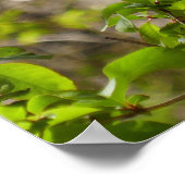 Wild Azalea Bush at Smoky Mountains Poster (Hoek)