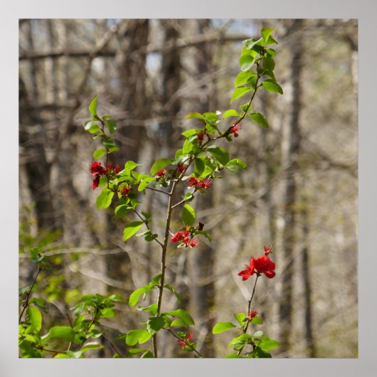 Wild Azalea Bush at Smoky Mountains Poster (Voorkant)