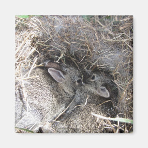 Wild Baby Bunnies Magnet Magneet
